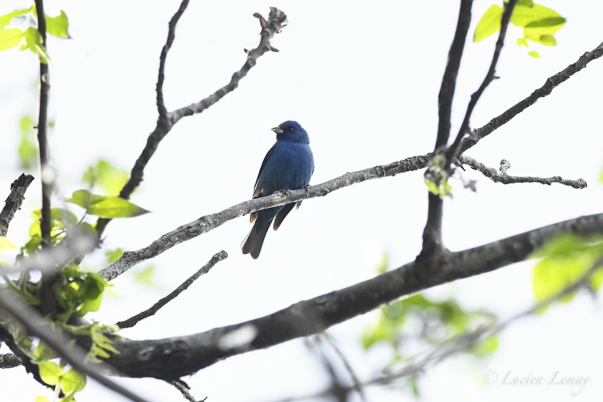 Indigo Bunting - Lucien Lemay