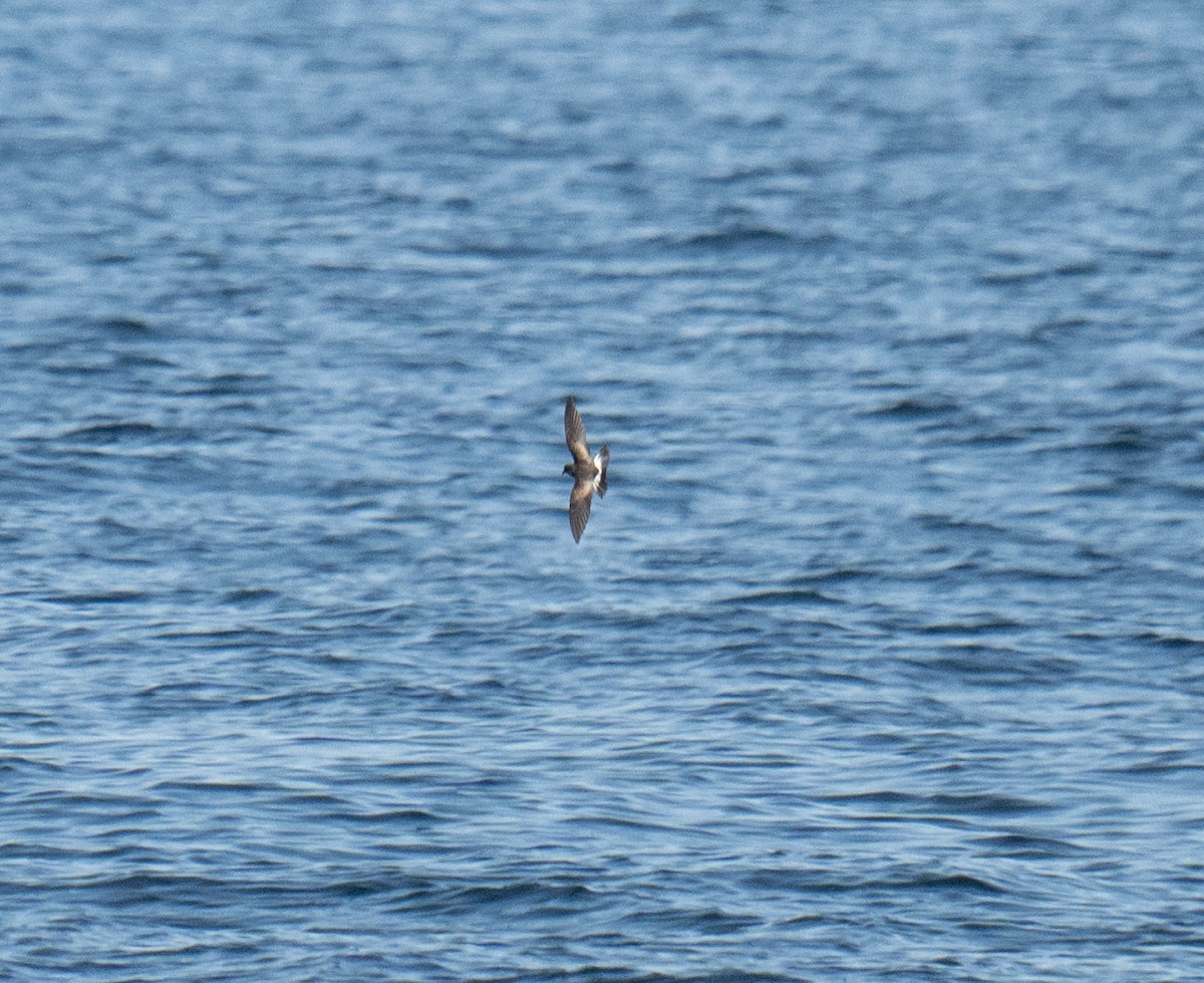 Wilson's Storm-Petrel - ML619561544