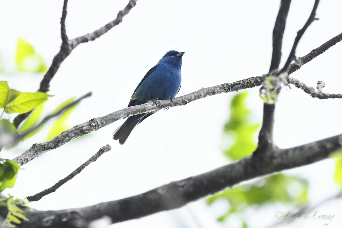 Indigo Bunting - Lucien Lemay