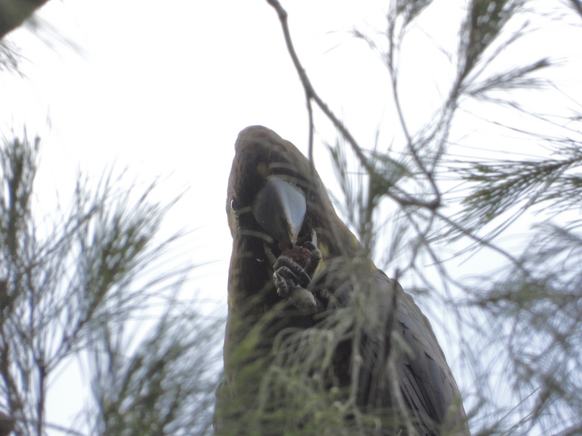 Glossy Black-Cockatoo - Cherri and Peter Gordon