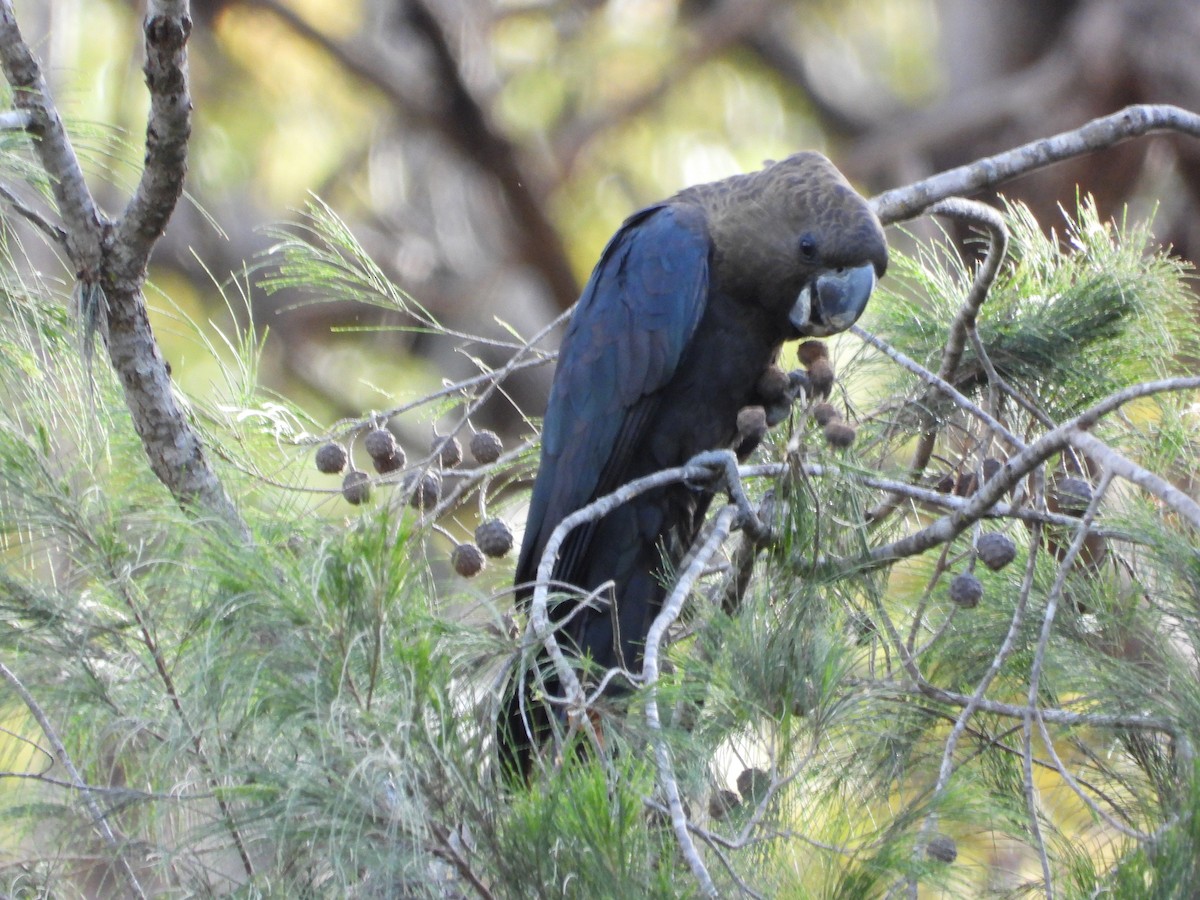 Glossy Black-Cockatoo - Cherri and Peter Gordon