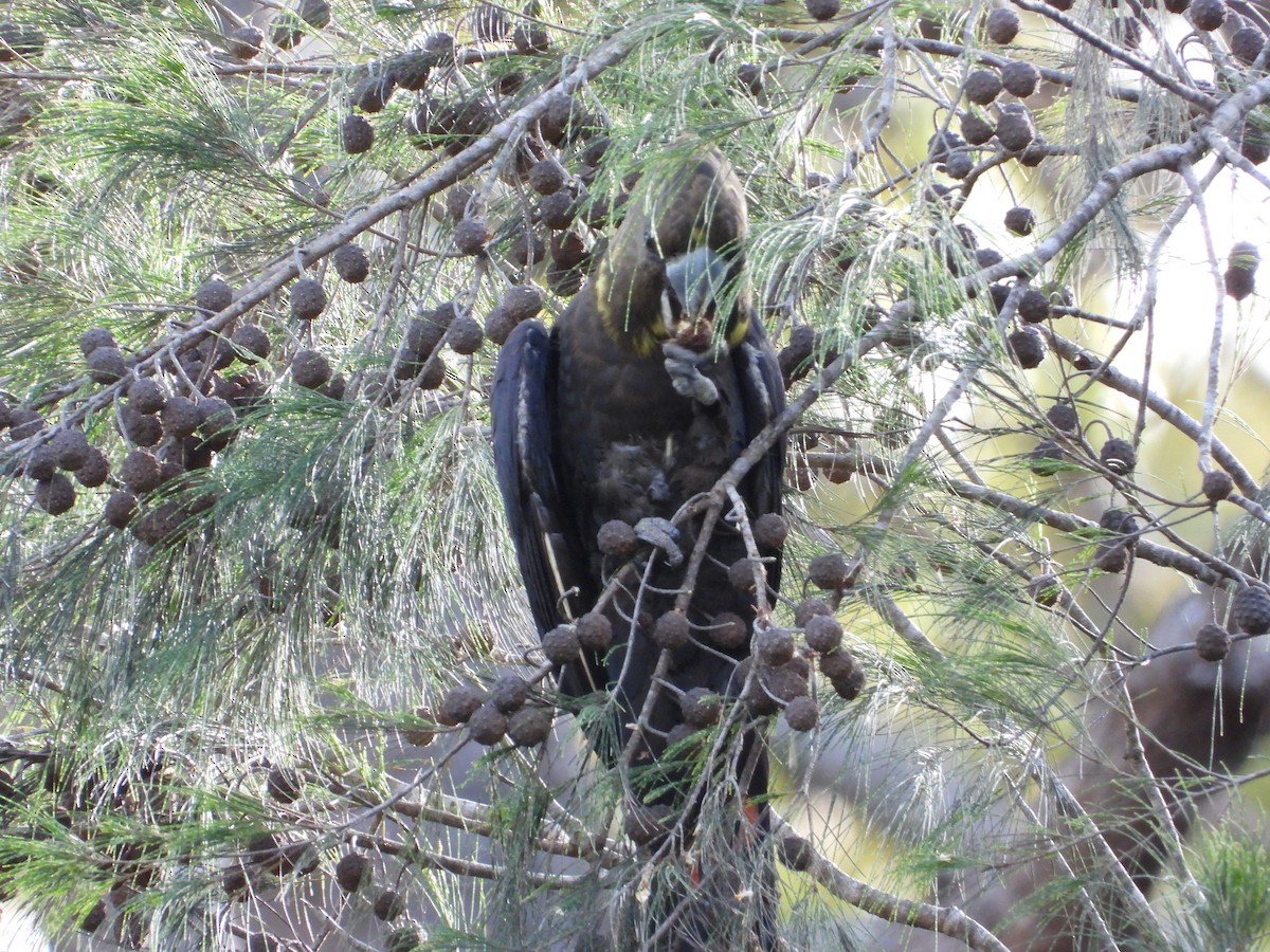 Glossy Black-Cockatoo - Cherri and Peter Gordon