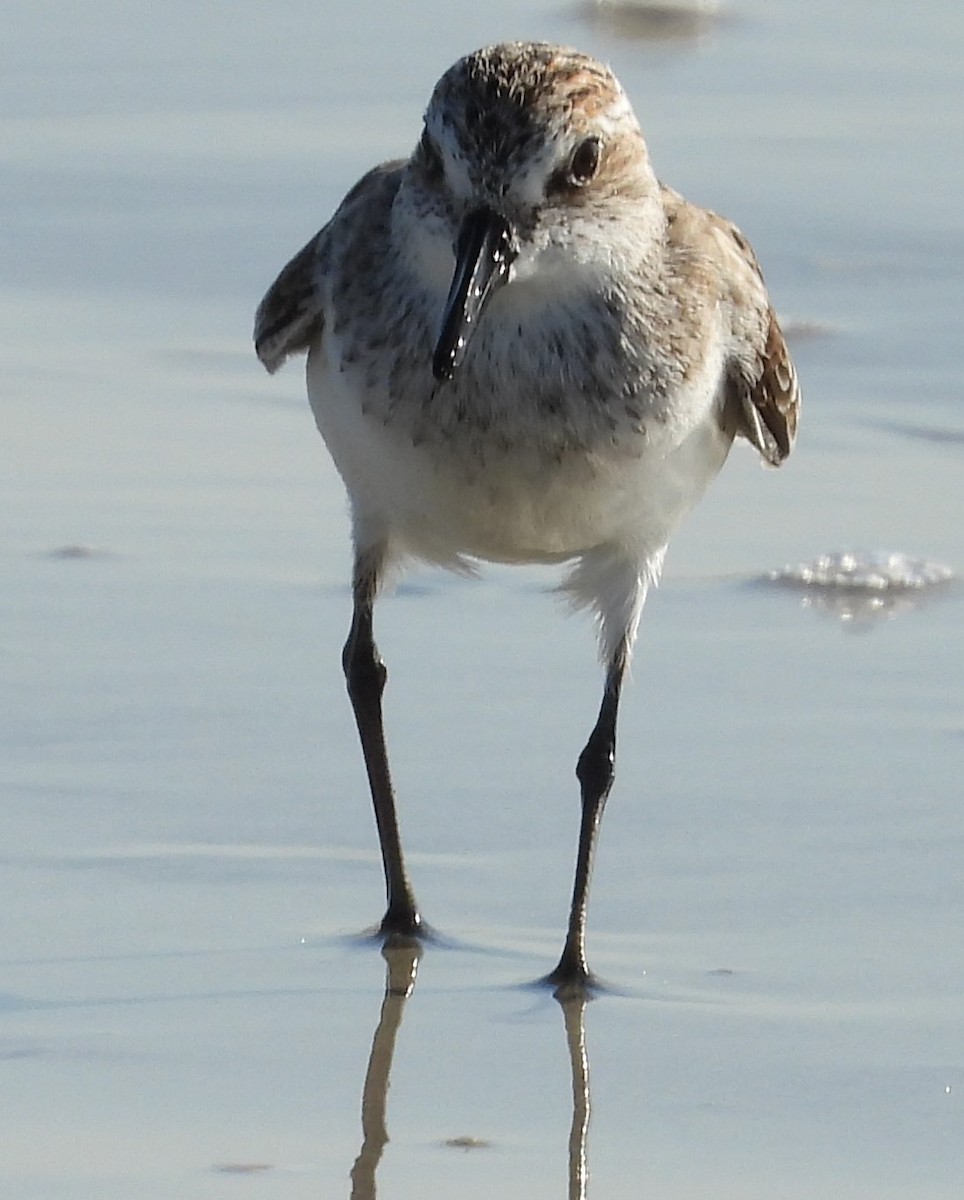 Semipalmated Sandpiper - Eric Haskell