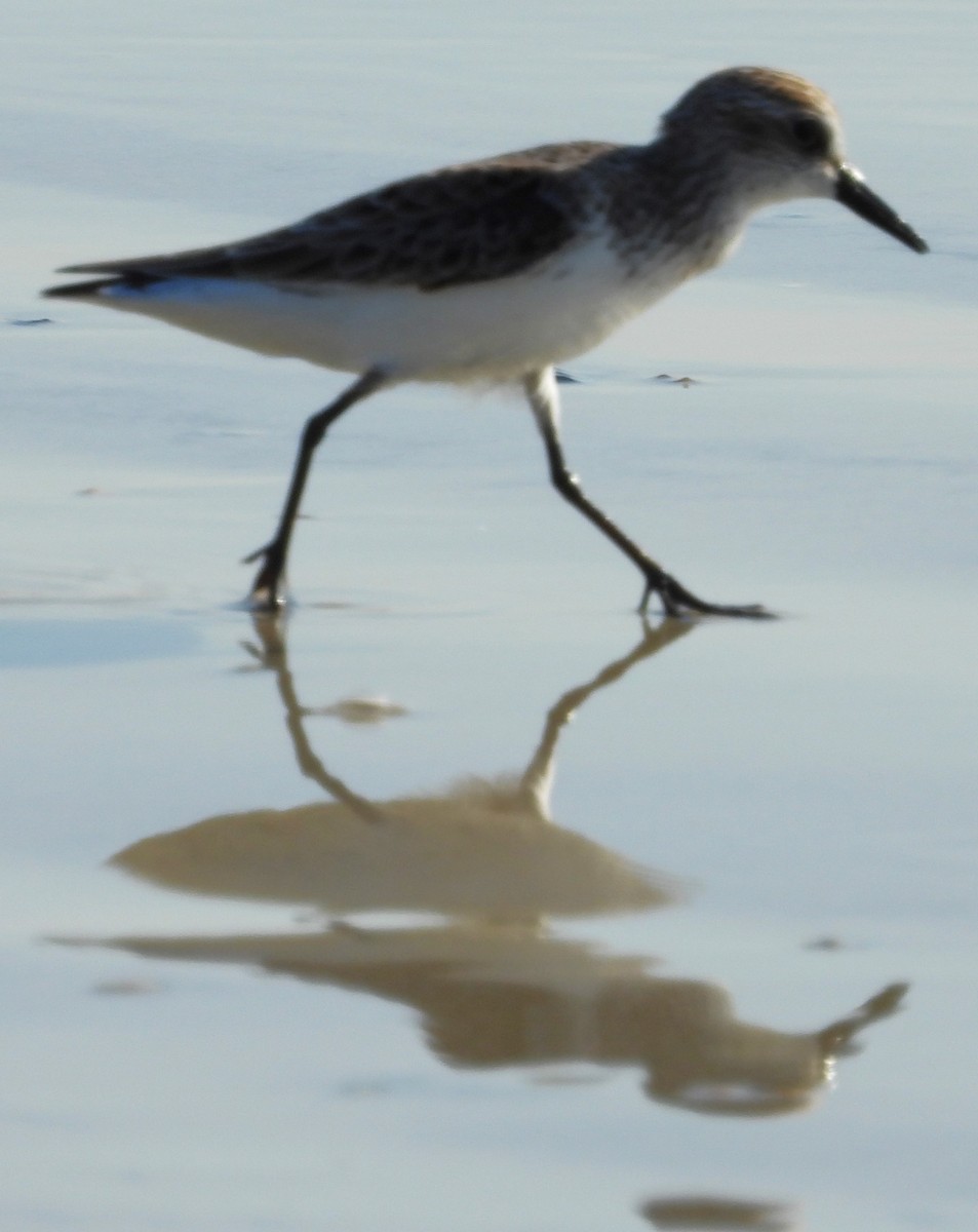 Semipalmated Sandpiper - Eric Haskell