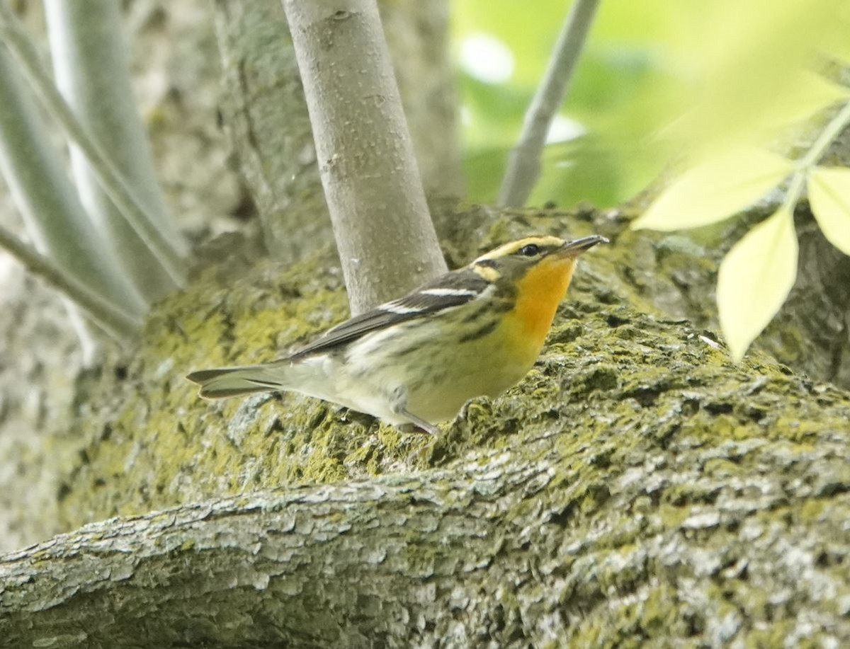 Blackburnian Warbler - Zhongyu Wang