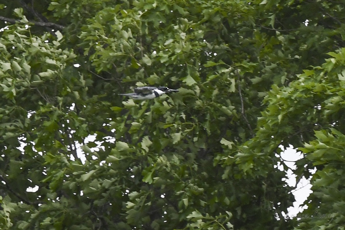 Belted Kingfisher - Lucien Lemay