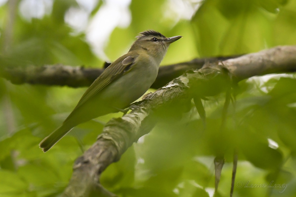 Red-eyed Vireo - Lucien Lemay