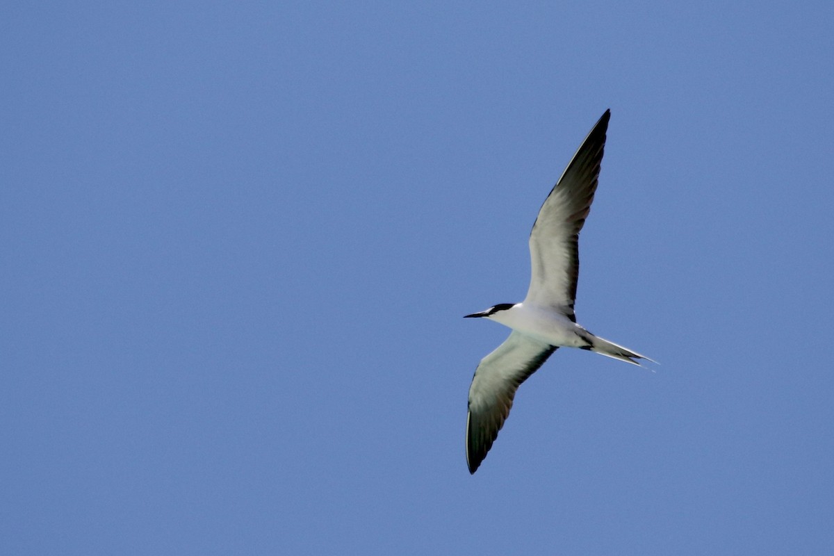 Bridled Tern - Andy M