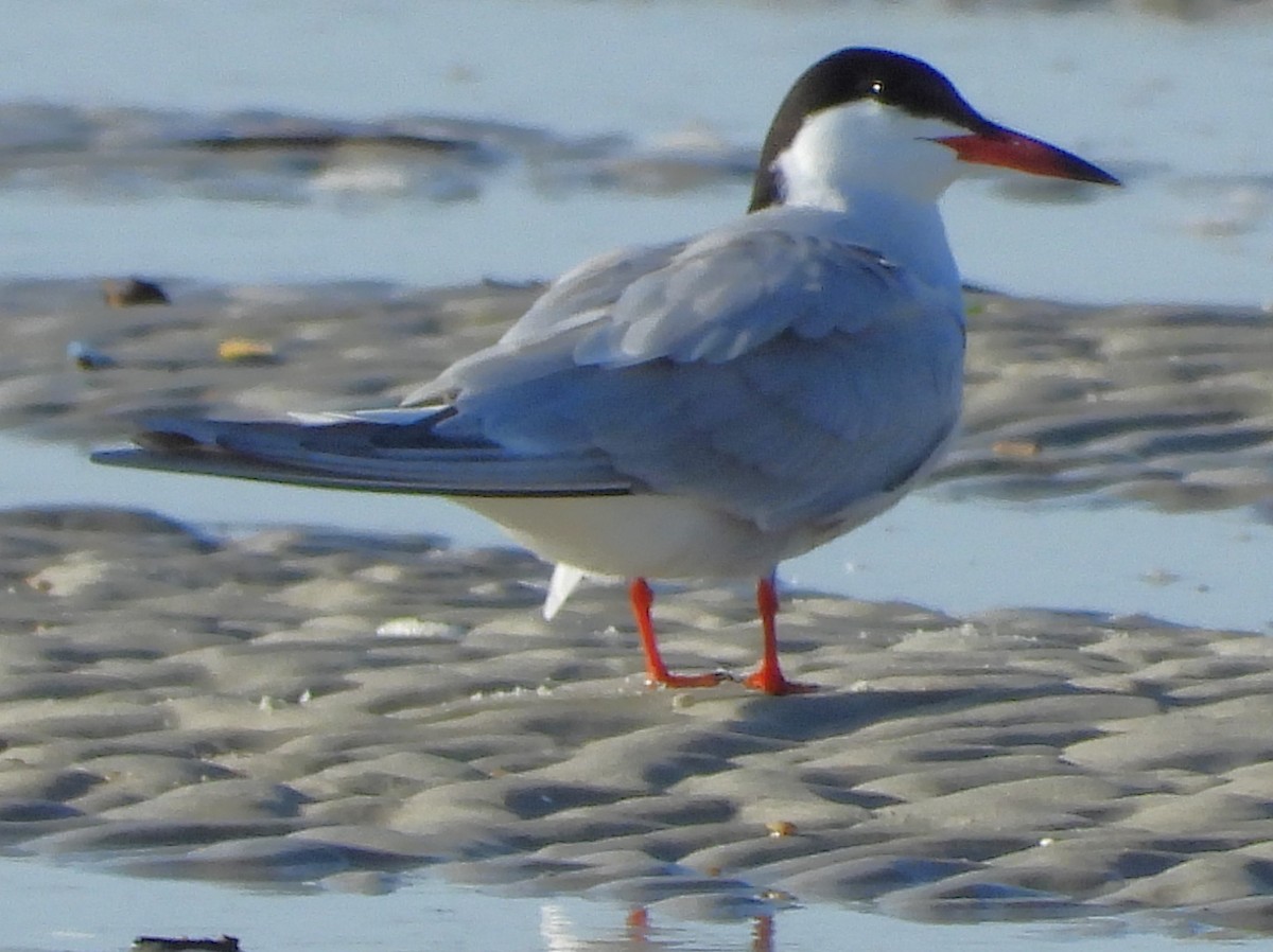 Common Tern - Eric Haskell