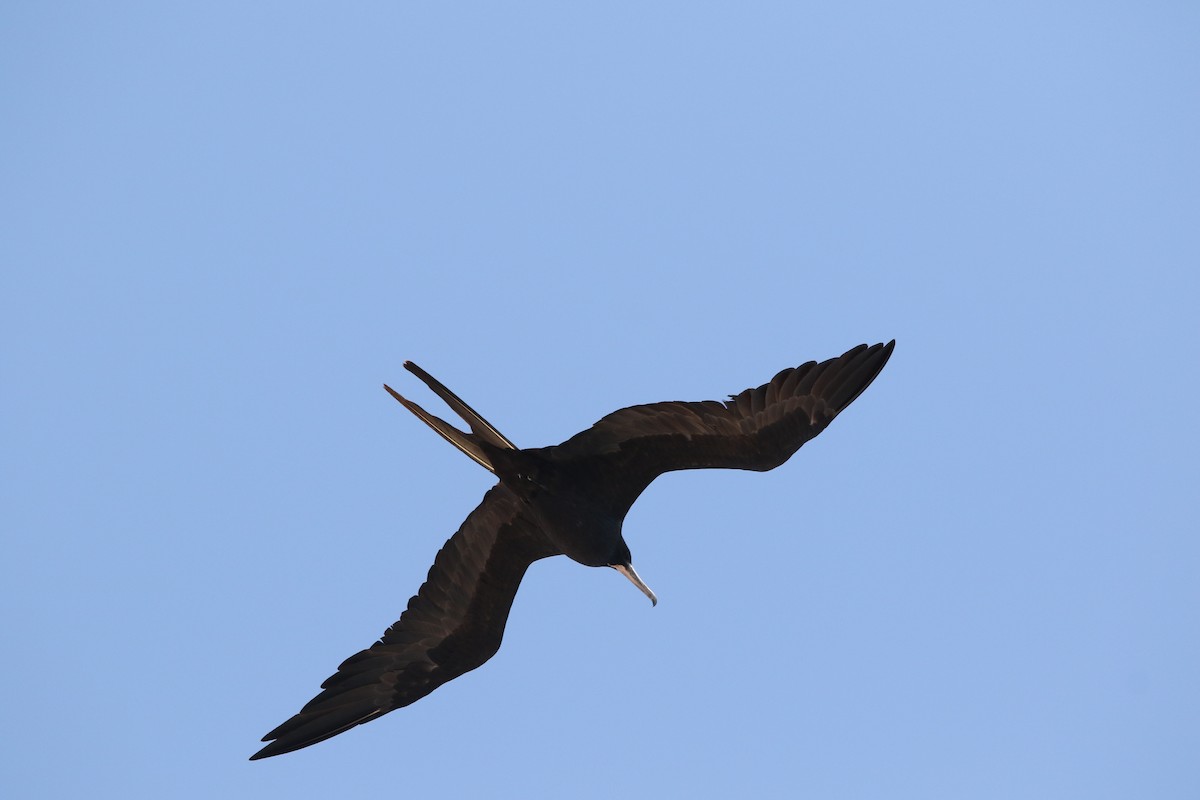 Magnificent Frigatebird - ML619561576