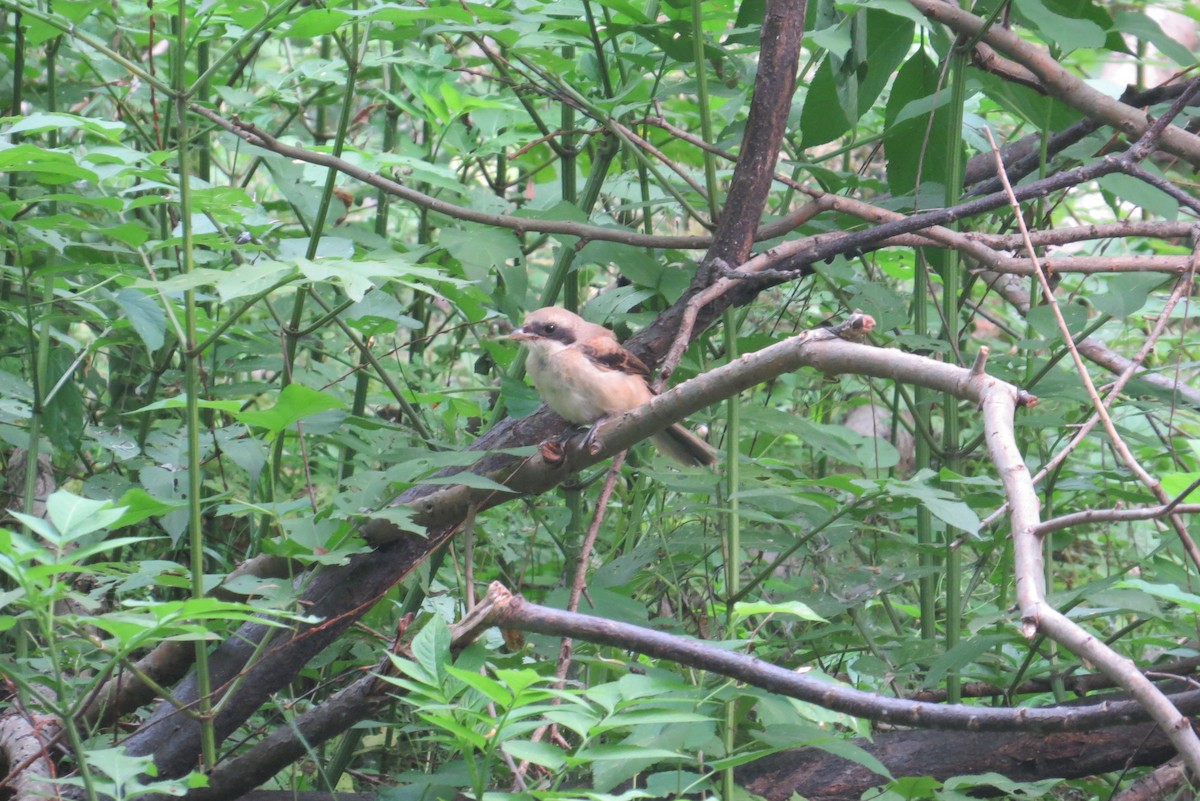 Long-tailed Shrike - Anonymous