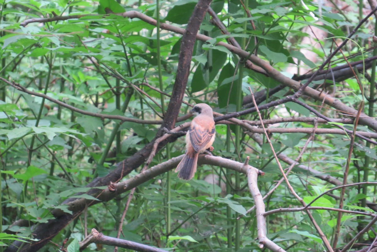 Long-tailed Shrike - Anonymous