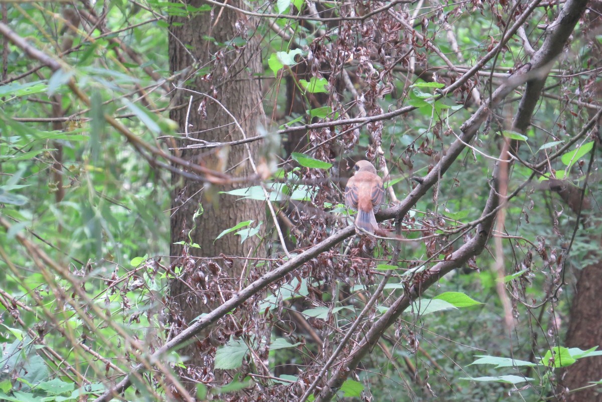 Long-tailed Shrike - Anonymous