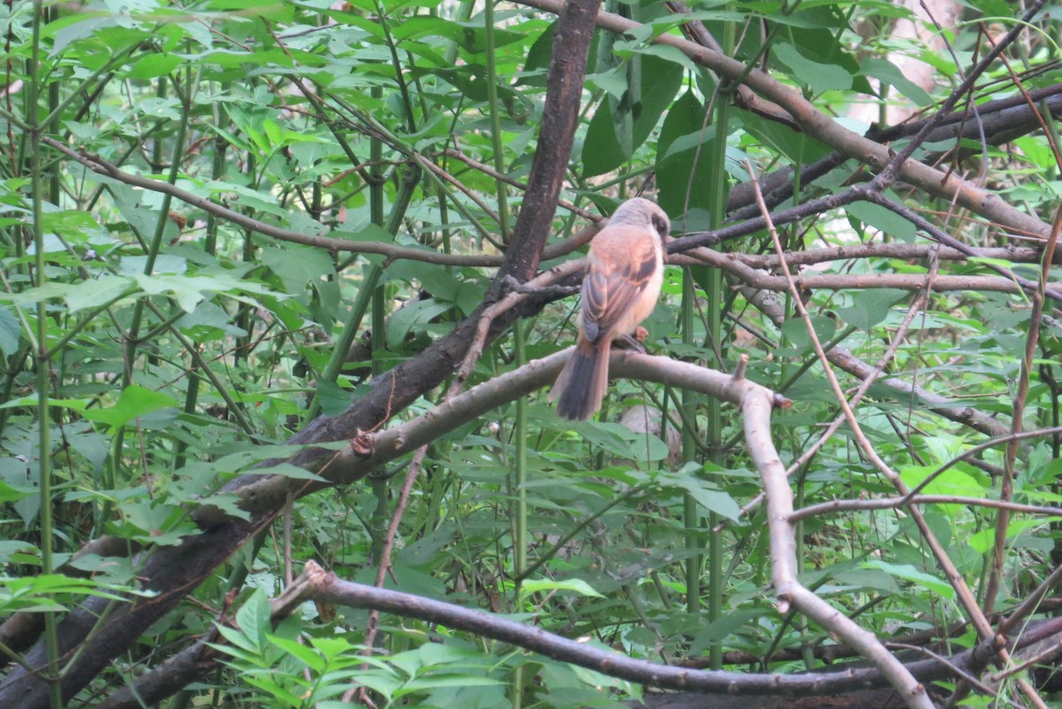 Long-tailed Shrike - Anonymous