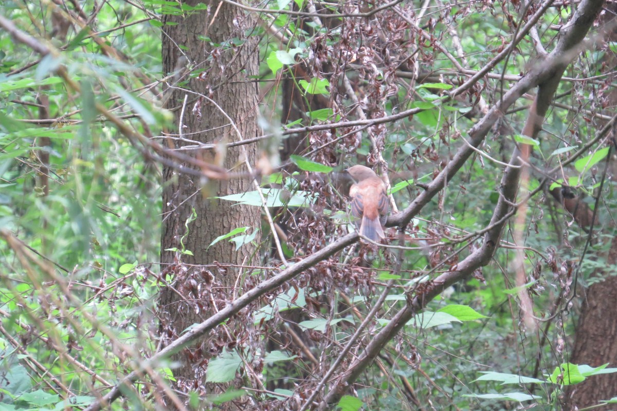 Long-tailed Shrike - Anonymous