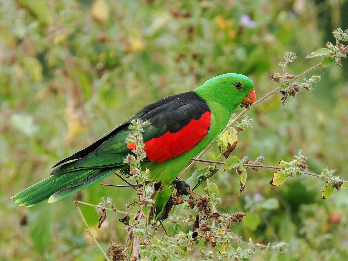 Red-winged Parrot - Len and Chris Ezzy