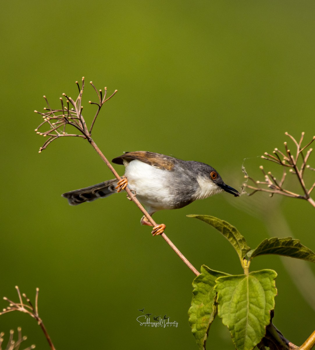 Gray-breasted Prinia - Soubhagya Mohanty