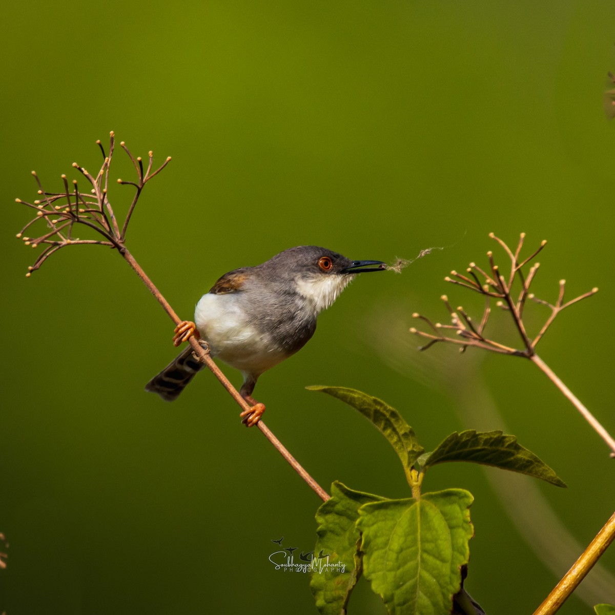 Gray-breasted Prinia - Soubhagya Mohanty