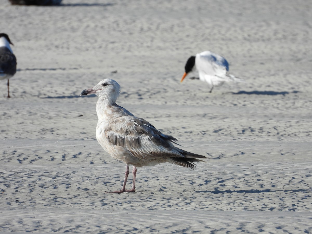 Herring Gull - Eric Haskell