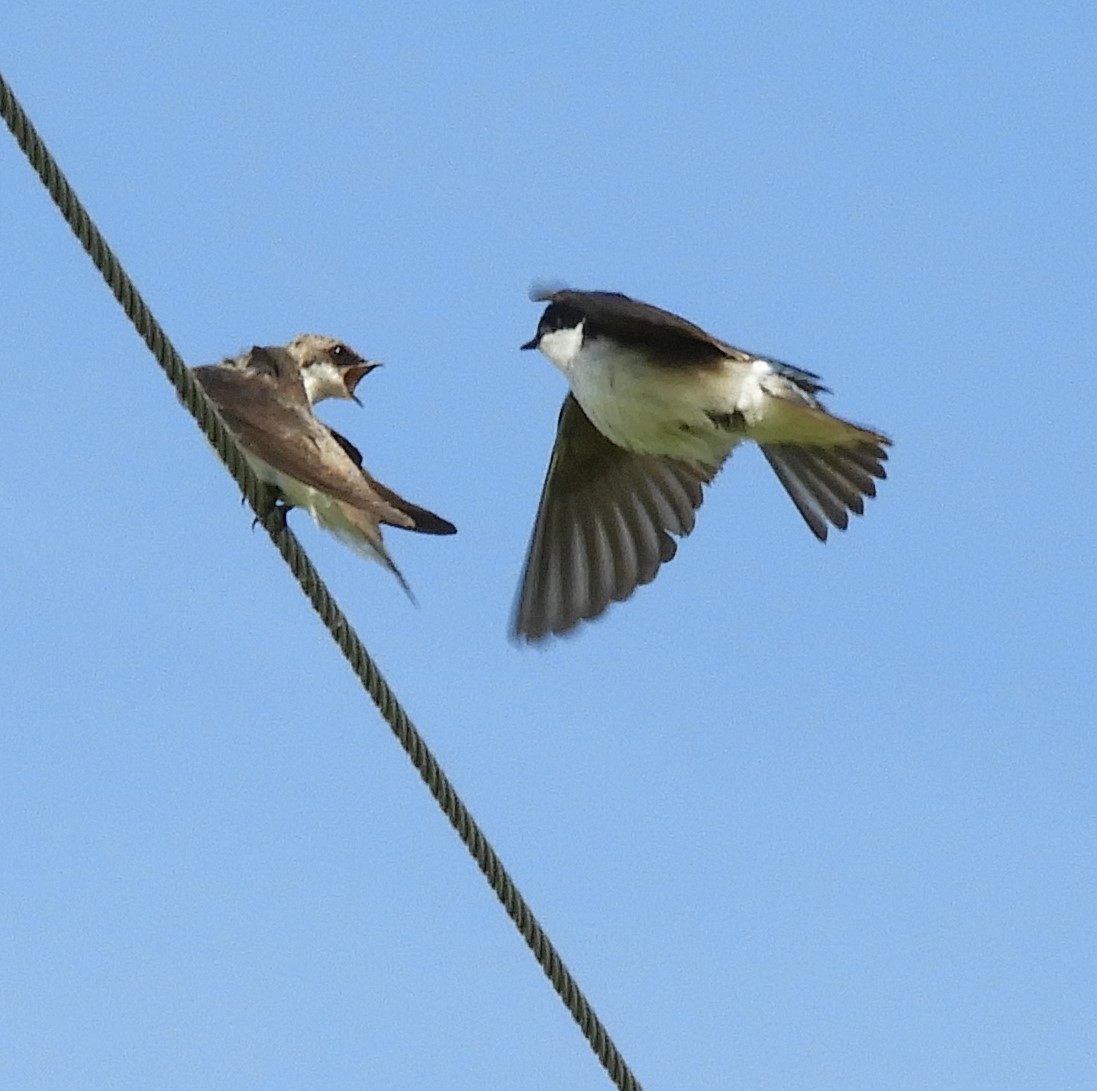 Tree Swallow - Richard Beazley