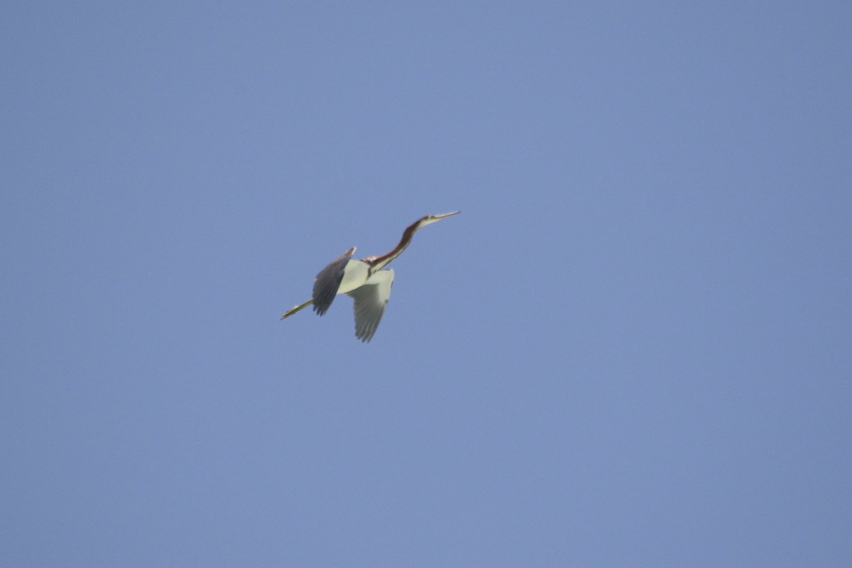 Tricolored Heron - ML619561595