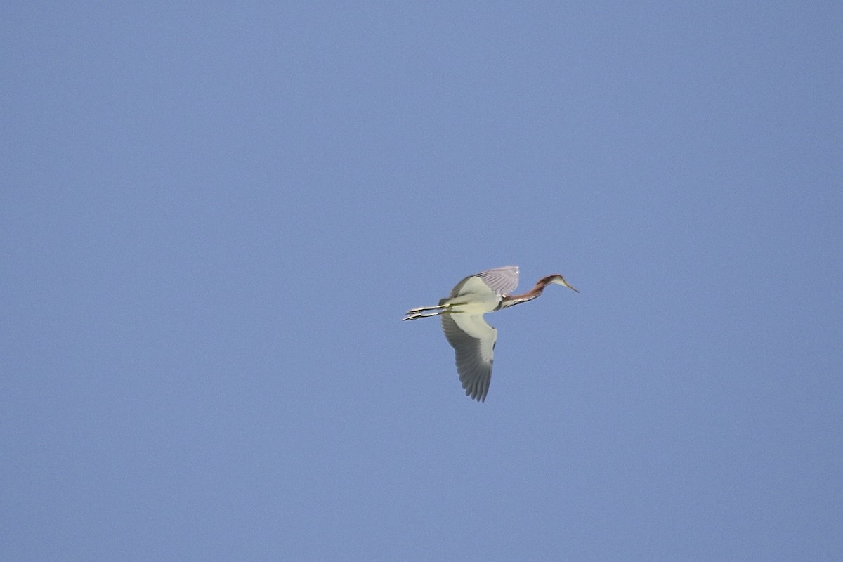 Tricolored Heron - Andy M