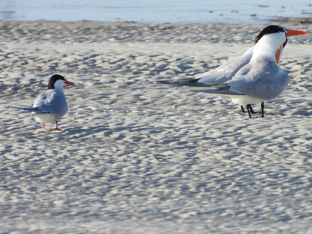 Common Tern - Eric Haskell