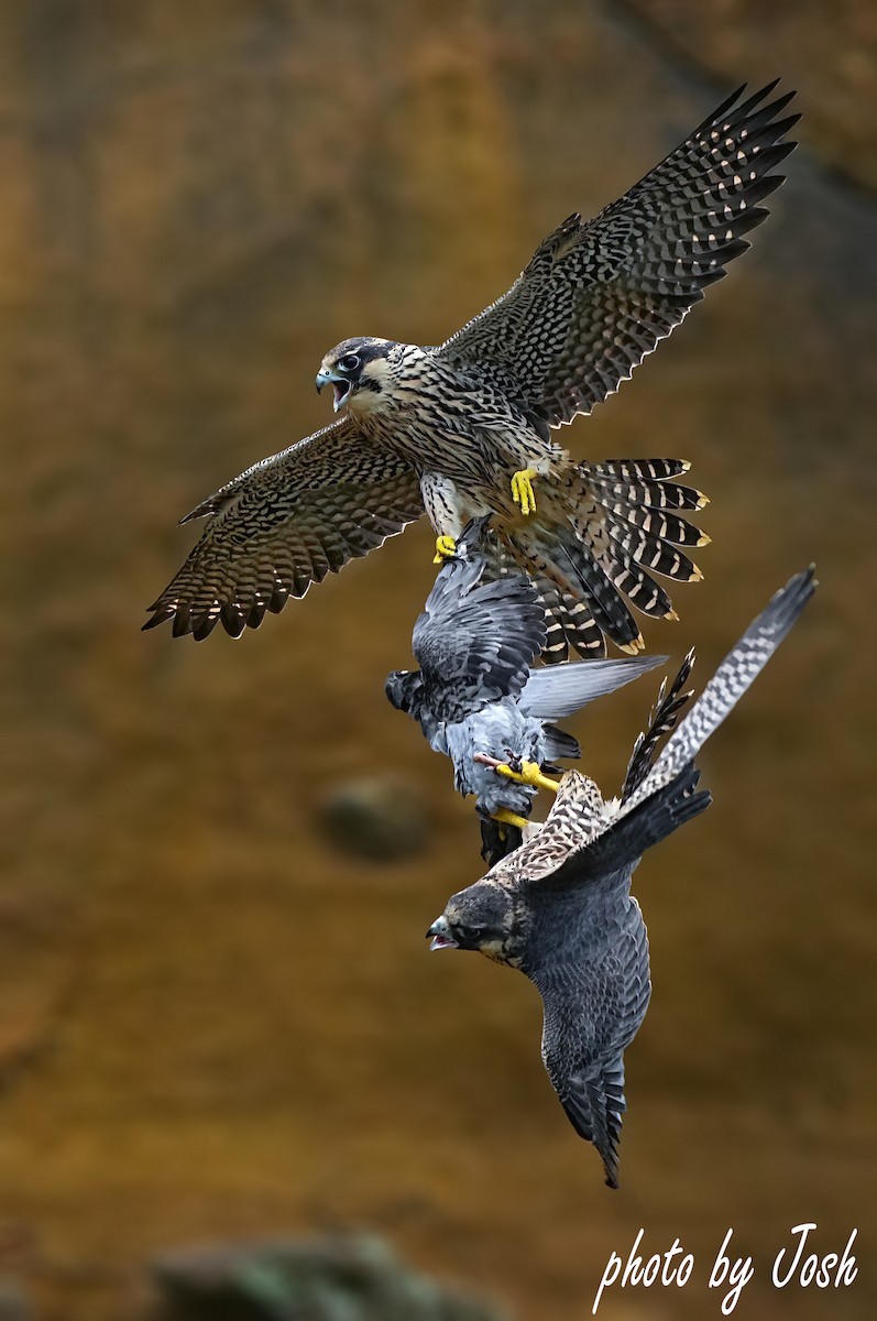 Peregrine Falcon - 致綱 崔