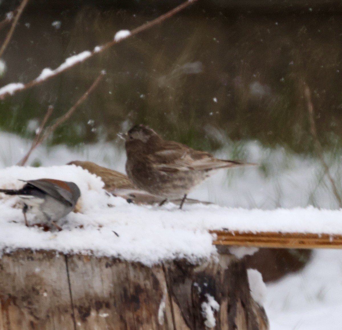 Black Rosy-Finch - Cheryl Rosenfeld