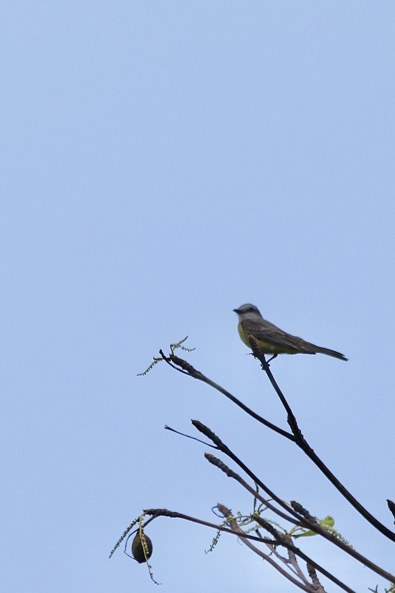 Tropical/Couch's Kingbird - ML619561606