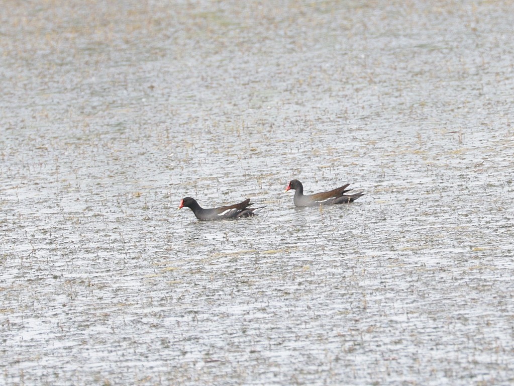 Common Gallinule - ML619561607