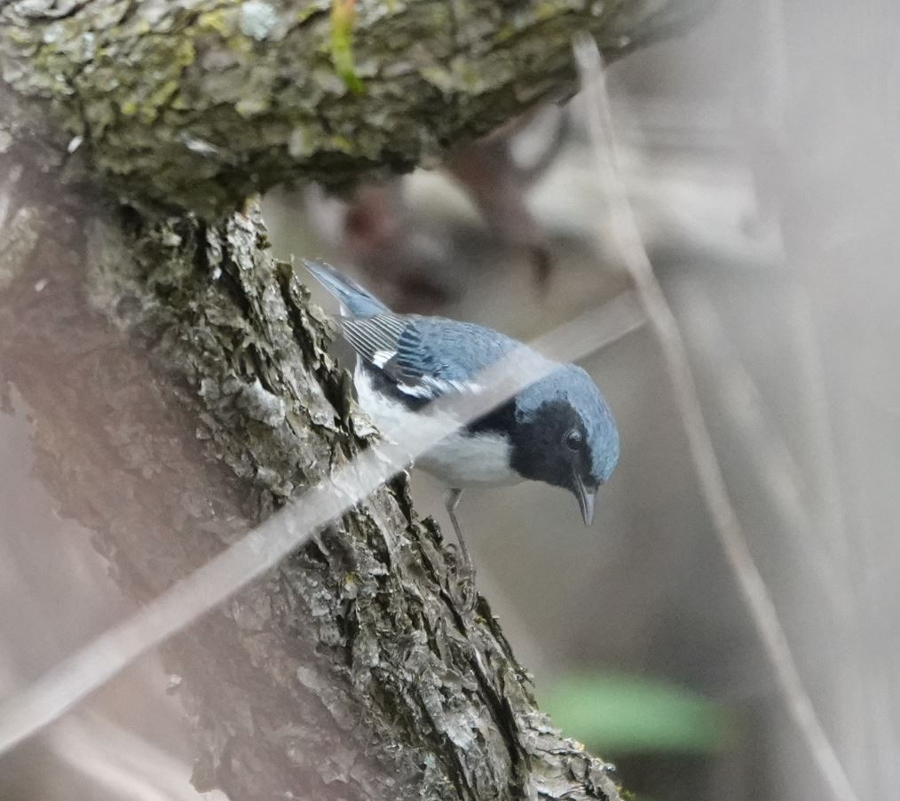 Black-throated Blue Warbler - Zhongyu Wang