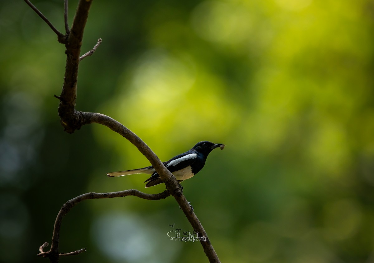 Oriental Magpie-Robin - Soubhagya Mohanty