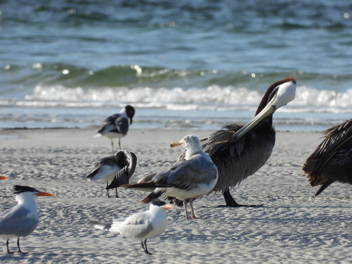 Herring Gull - Eric Haskell