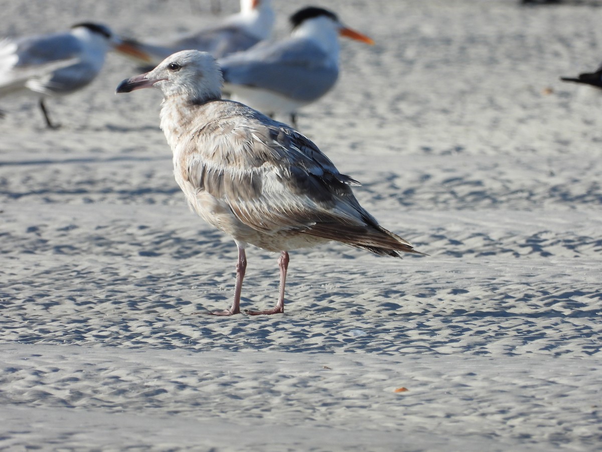 Herring Gull - Eric Haskell