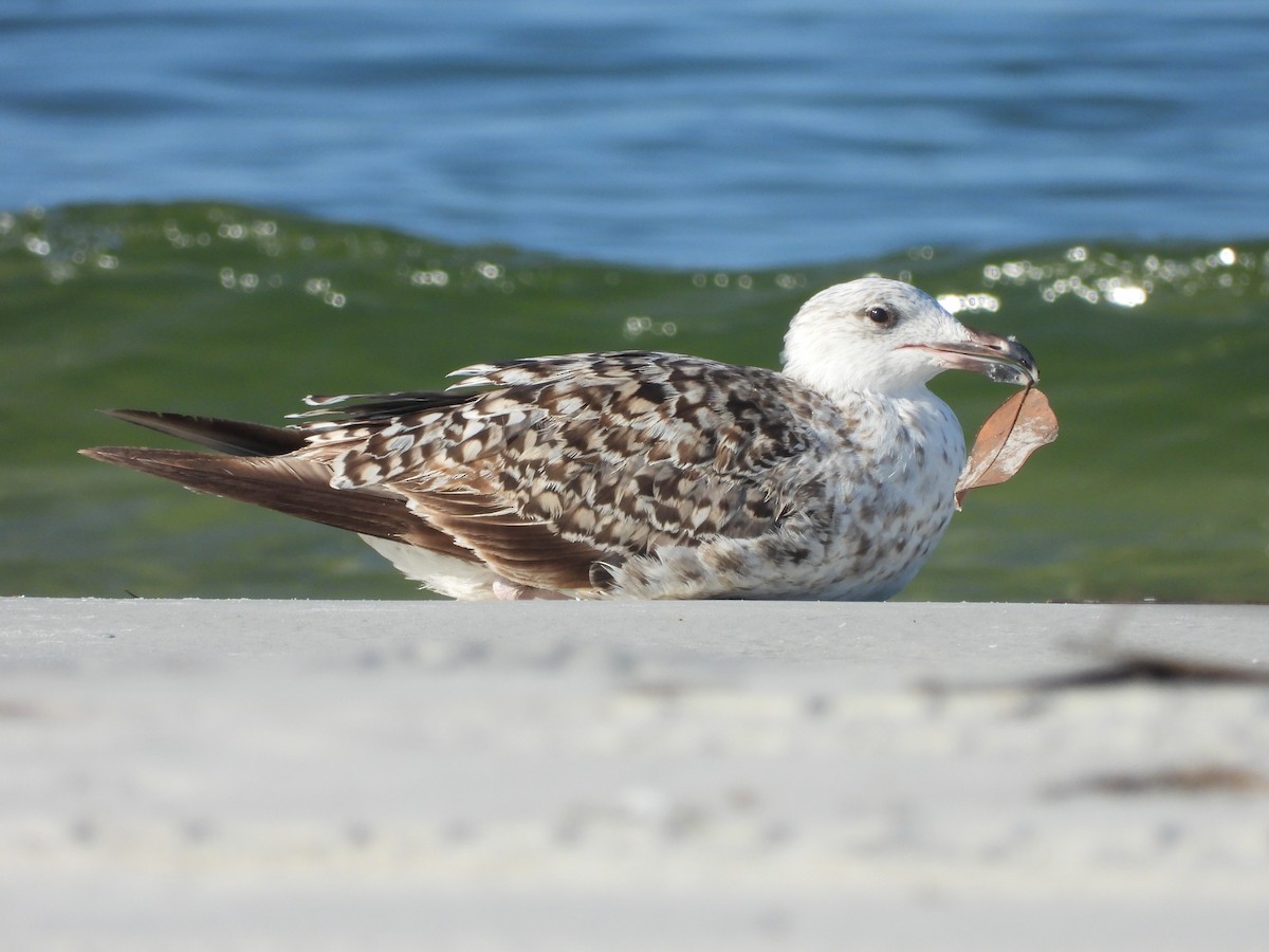 Lesser Black-backed Gull - Eric Haskell