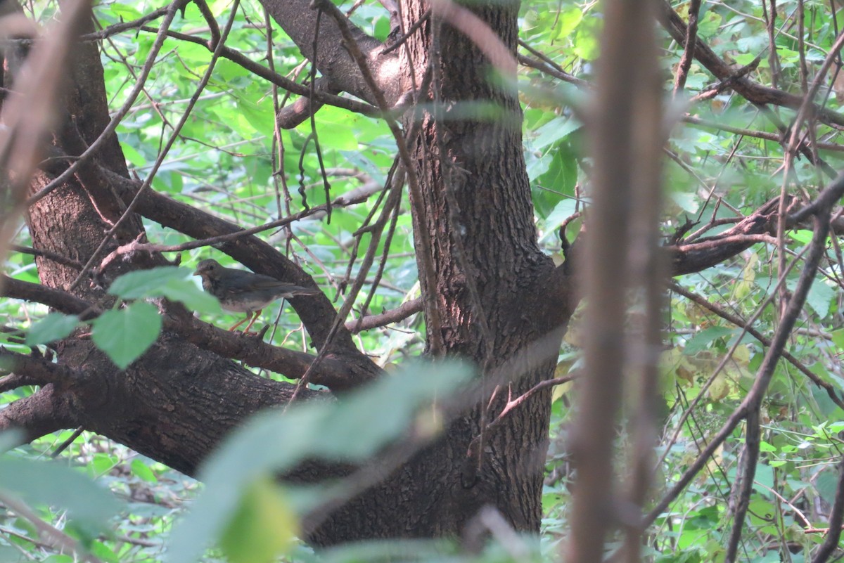 Japanese Thrush - ML619561620