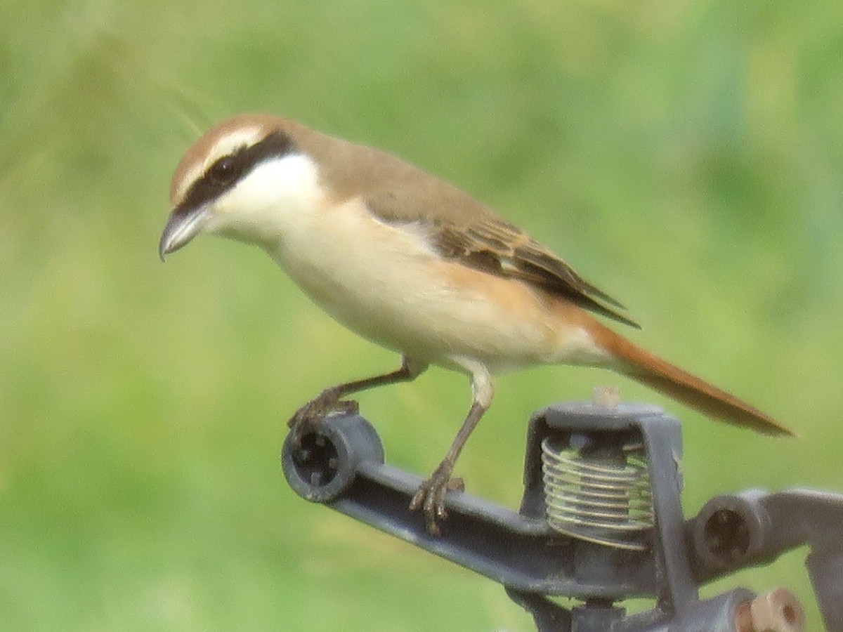 Red-tailed Shrike - Stephen Taylor