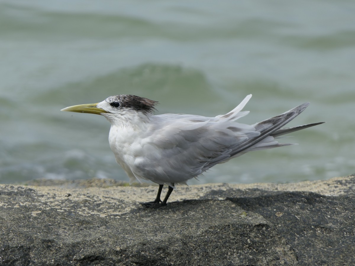 Great Crested Tern - Eric Heijs