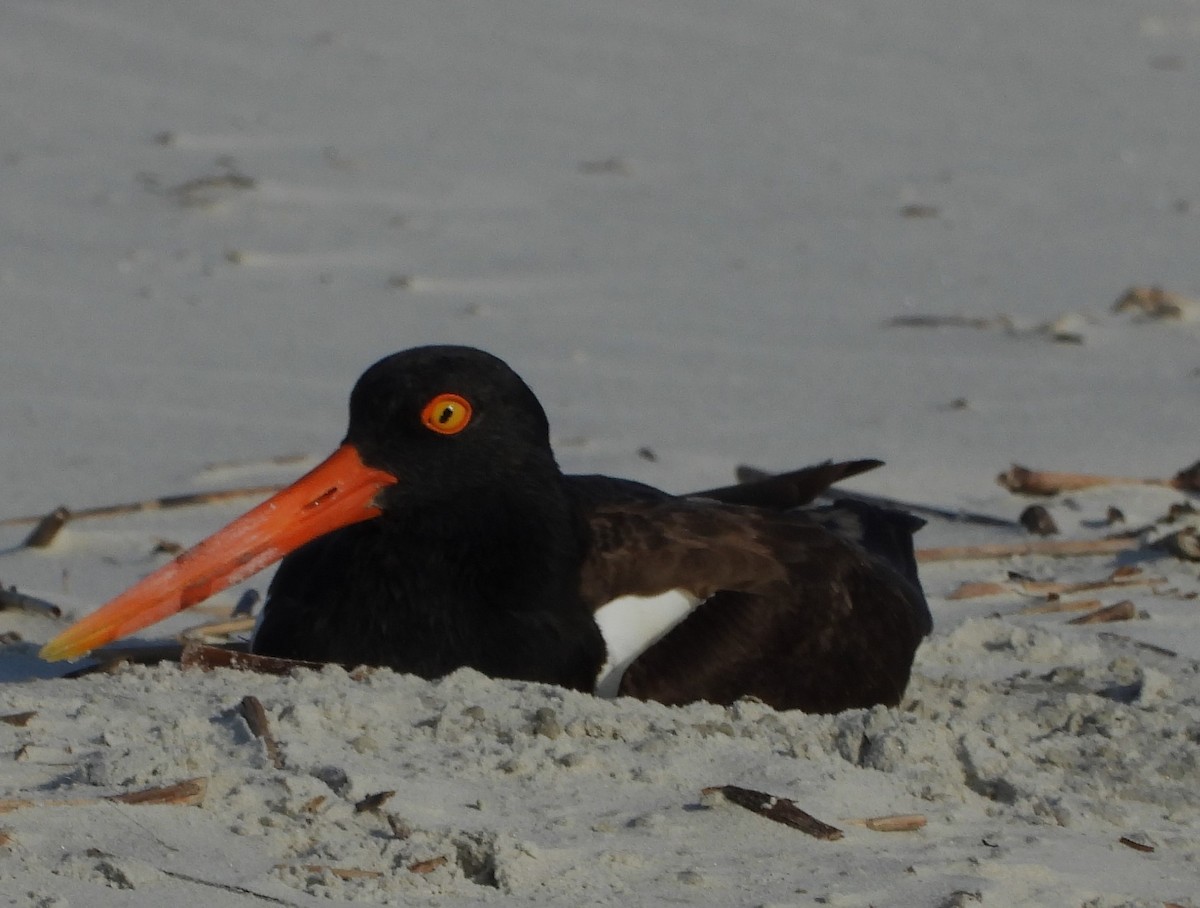 American Oystercatcher - Eric Haskell