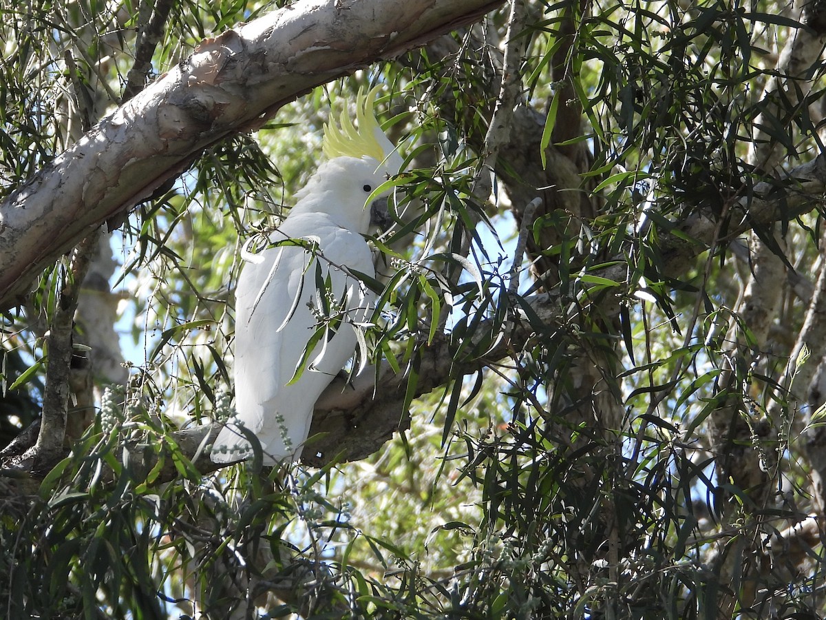 Sulphur-crested Cockatoo - Cherri and Peter Gordon