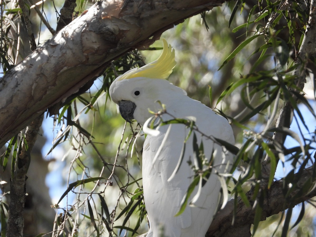 Sulphur-crested Cockatoo - Cherri and Peter Gordon