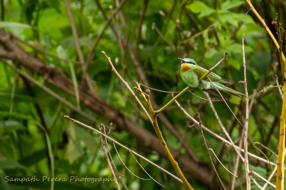 Blue-cheeked Bee-eater - Sampath Indika Perera