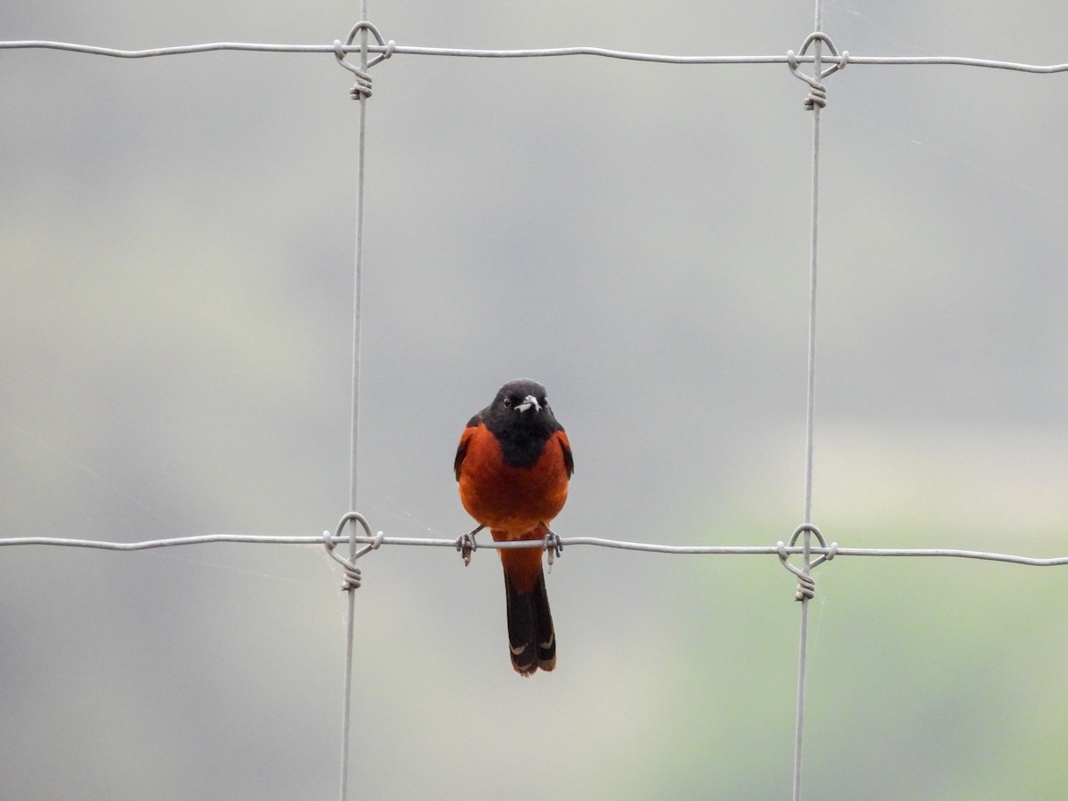 Orchard Oriole - Charles Trent