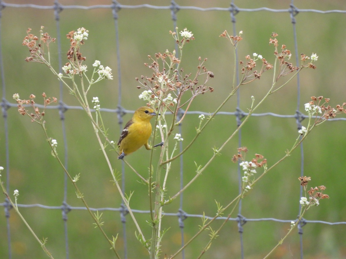 Orchard Oriole - Charles Trent