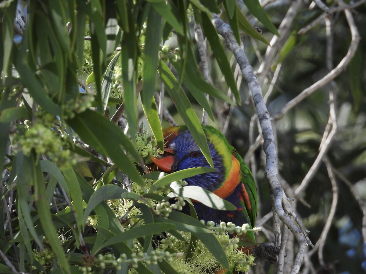 Rainbow Lorikeet - Cherri and Peter Gordon