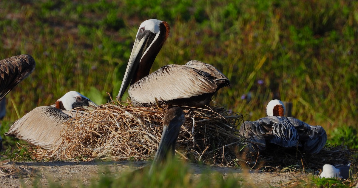 Brown Pelican - ML619561656