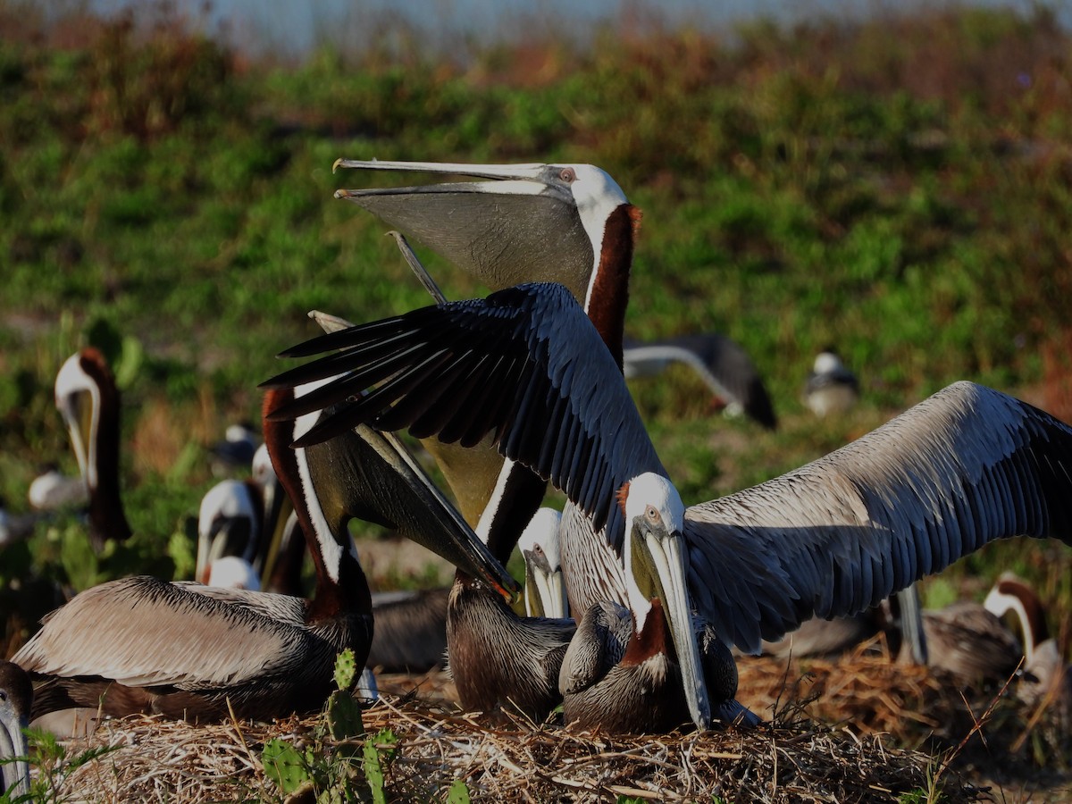 Brown Pelican - Eric Haskell