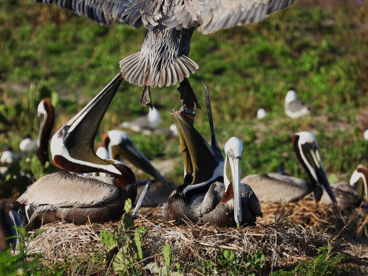 Brown Pelican - ML619561659