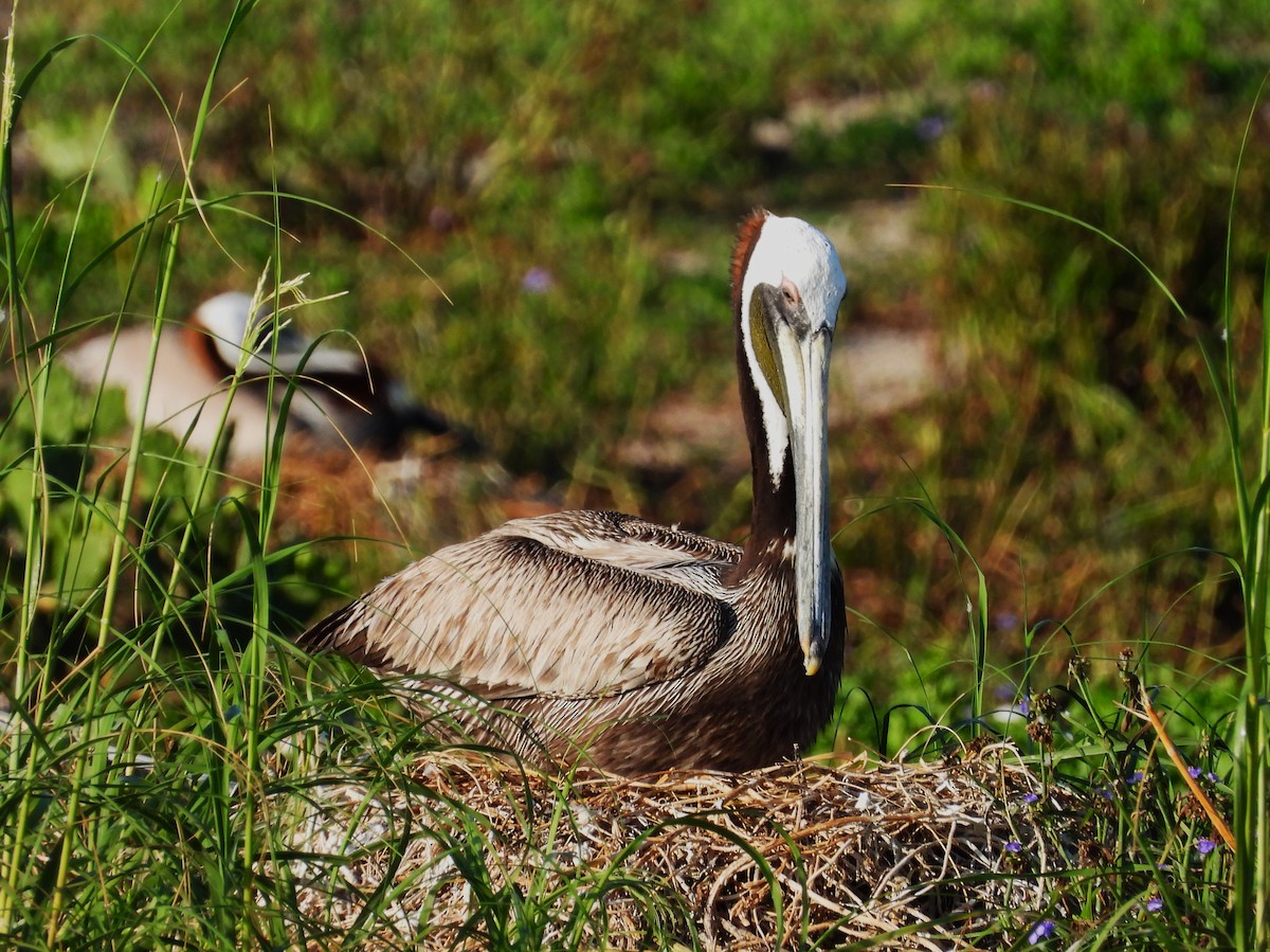 pelikán hnědý - ML619561660